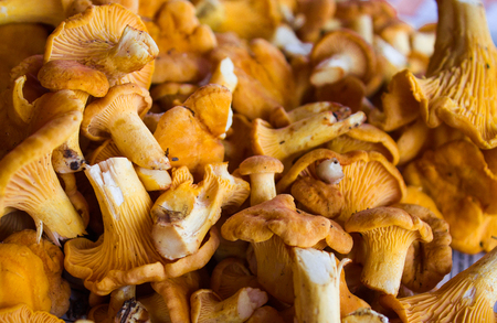 Chanterelle mushrooms on a moss in the wood.. Large number Backgroundの写真素材