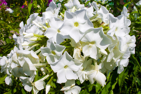 White flowers in the garden close up, backgroundの写真素材