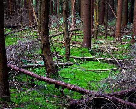beautiful view of the forest landscape, the backgroundの写真素材