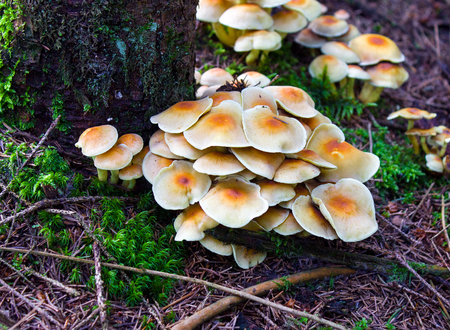 Clover in the woods and mushrooms, background.の写真素材