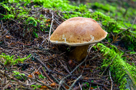 Clover in the woods and mushrooms, background.の写真素材