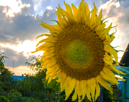 Sunflower close up. Bright yellow sunflowers. Sunflower backgroundの写真素材