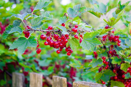 ripe red currant bush, the farm to collect the ripe berriesの写真素材