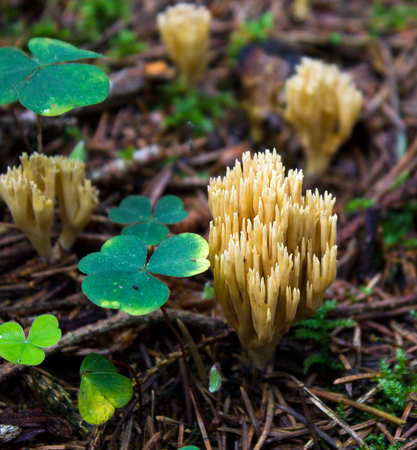Clover in the woods and mushrooms, background.の写真素材