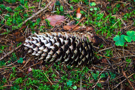 the pine cone in the wood on a green mossの写真素材