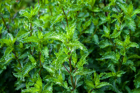 Mint is used for making beverages, seasoning for many dishes and as a medicinal plantの写真素材