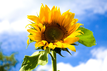 Sunflower close up. Bright yellow sunflowers. Sunflower backgroundの写真素材