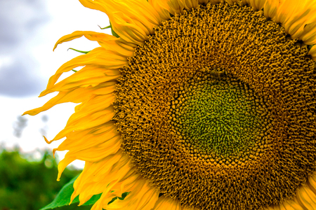 Sunflower close up. Bright yellow sunflowers. Sunflower backgroundの写真素材