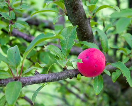 red plum on branchの写真素材