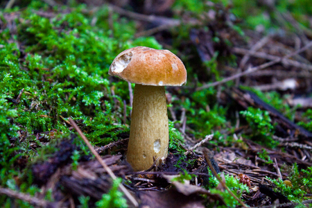 Mushroom. Mushroom porcini on moss in forest. Mushroom boletus edulis in forest. Mushroom boletus - healthy and delicates food.It grows in the dark forest.の写真素材