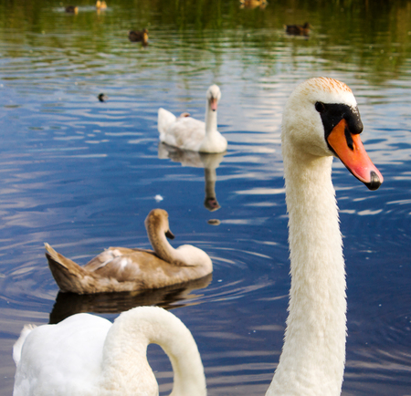 swans with baby birds close upの写真素材