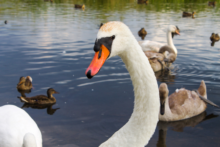 swans with baby birds close upの写真素材