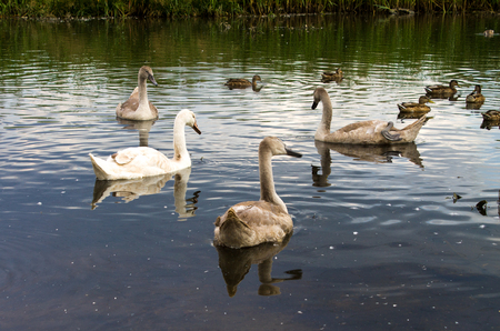 swans with baby birds close upの写真素材