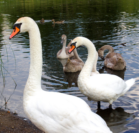 swans with baby birds close upの写真素材