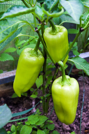 green peppers, used for cooking and as a condiment for dishes and decorationsの写真素材