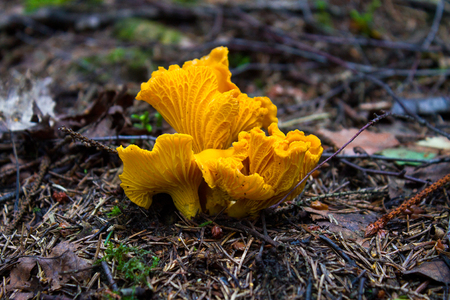 Chanterelle mushrooms in dark. Bright, red beautiful mushroomsの写真素材