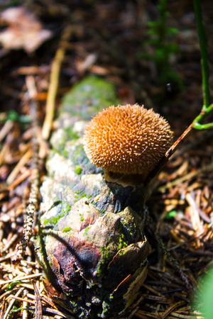 Raincoat umbridae.Mushroom on a moss in the wood. Useful to health and cookery.の写真素材