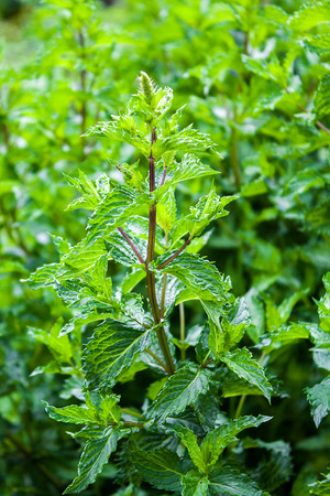 Mint is used for making beverages, seasoning for many dishes and as a medicinal plantの写真素材