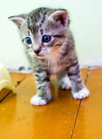 Kitten with blue eyes, striped,kitten  close upの写真素材
