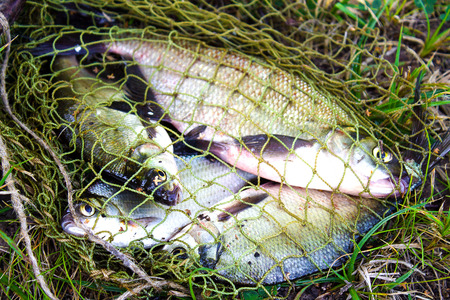 Fish the bream, a catch, on a hook fishの写真素材