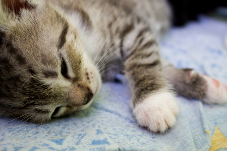 Kitten with blue eyes, striped,kitten close upの写真素材