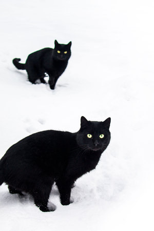 Two black cats in the winter on cold. Look in the camera, are isolated