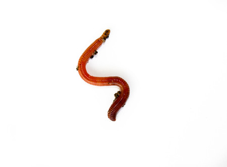 earth worm close up isolated , white backgroundの写真素材
