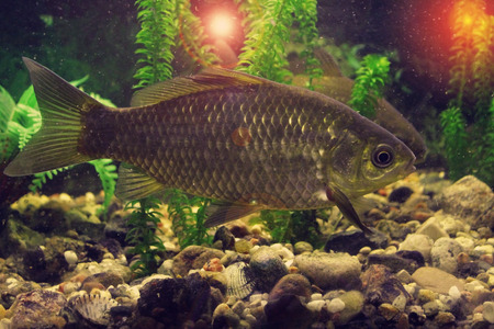 freshwater fish in their natural habitat, the photo with the addition of tonal colors
