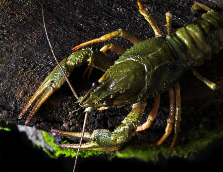 Fresh green crayfish is on a mossy tree, black background. Crayfish is used as a delicacy in many countries of the world because of their dietary meat.の写真素材