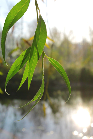 Colorful autumn landscape on the river.の写真素材