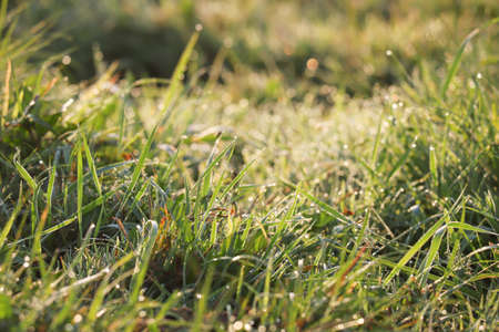 Beautiful background with green grass and droplets of dewの写真素材