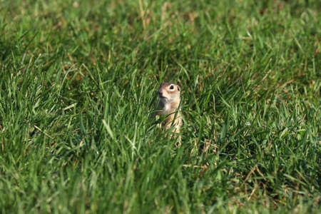 The speckled ground squirrel or spotted souslik (Spermophilus suslicus) on the ground.
