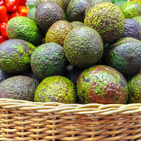 Group of fresh ripe and unripe avocados in the farmer market at Puyallup, Washington, USA. A close up full frame of fresh avocados.の写真素材