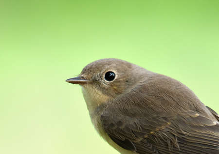 Beautiful small flycatcher (Ficedula parva) on a tree branch on a blurry green background. Birdwatching, red-breasted flycatcher, Ficedula parva, wildlife scene from natureの写真素材