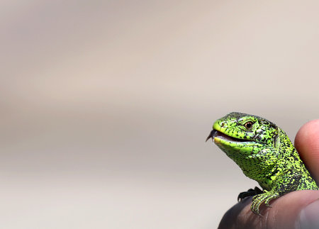 Reptile shot close-up. Nimble green lizard (Lacerta viridis, Lacerta agilis) closeup, basking on tree under the sun. Male lizard in mating season on a tree covered with moss and lichen. The sand lizardの写真素材