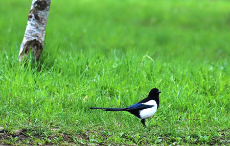 The Eurasian magpie or common magpie (Pica pica) is a resident breeding bird throughout the northern part of the Eurasian continent. It is one of several birds in the crow family designated magpies.の写真素材