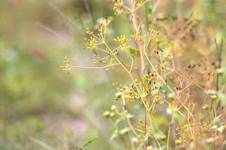 Good green organic dill in farmer's garden for food.Young dill plants grows in the open ground. Fragrant dill leaf growing. Dill herb leaf background harvest.の写真素材