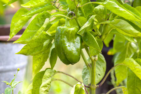 Young green peppers growing on a branch, close-up, selective, soft focus