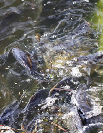 Fish farm carp, carps float to the surface of the water due to lack of oxygen in the water