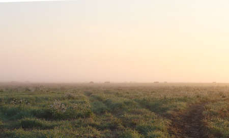 Sunset over the fields of grain with trees in the distance.