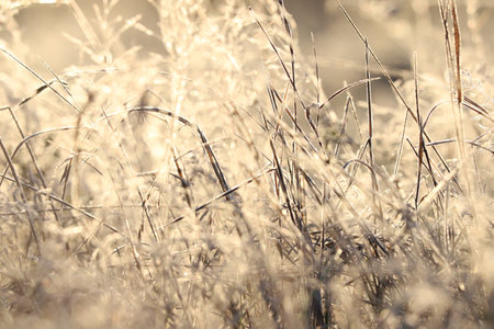 Autumn sunrise in nature, beautiful blurred background with dry grass in the sunの写真素材