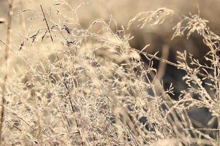 Autumn sunrise in nature, beautiful blurred background with dry grass in the sunの写真素材
