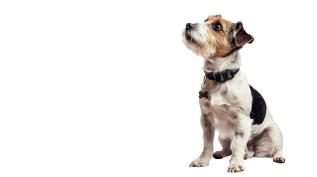 Cute, happy dog headshot smiling on a bright, PNG file of isolated cutout object on transparent background.の素材