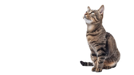 Cute funny cat. PNG file of isolated cutout object on transparent background.の素材
