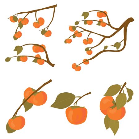 Set of persimmon fruit tree. Branches of kaki fruit with leafs ripe in autumn and raw. Vector cartoon illustration for Korean Chuseok holiday isolated on white background.のイラスト素材