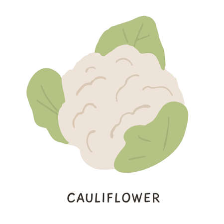 Organic raw cauliflower in flat style. Natural ripe whole cabbage vector illustration. Seasonal vegetable, source of nutrients isolated on white. Vitamin rich vegeterian diet.のイラスト素材