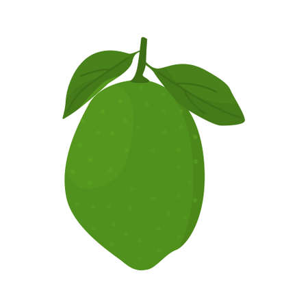 Bergamot or key lime vector botanical illustration of whole fruit with green leaves isolated on white background. Kaffir lime citrus design for herbal tea, cocktail or essential oil product package.のイラスト素材