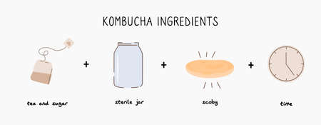 Kombucha fermented probiotic homemade drink ingredients infographic banner. Tea mushroom brewing method with scoby. Healthy tea fungus drink. Flat style hand drawn vector illustration.のイラスト素材