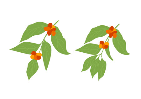 Set of hand drawn coffee tree branches with leaves and ripe fruits. Vector flat style botanical illustration isolated on white background.のイラスト素材