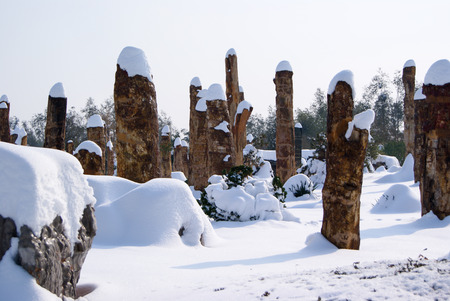 The snow on the treeの写真素材